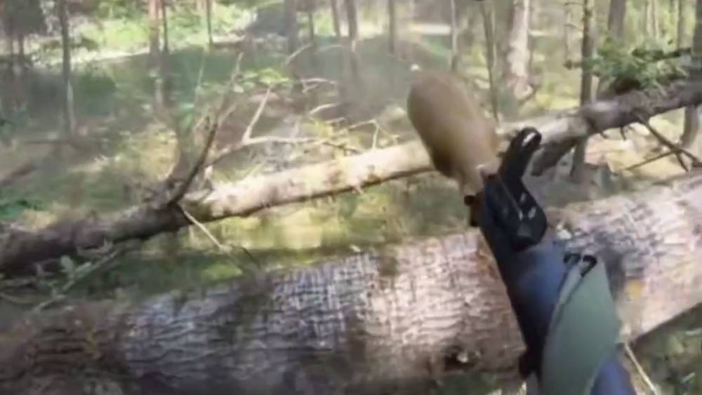 Появилось видео обстрела боевиками пограничников, снятое якобы в брянском лесу