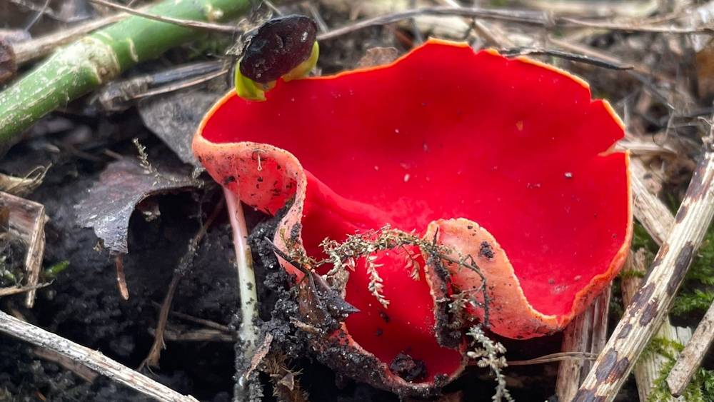 В заповеднике «Брянский лес» весной выросли удивительно красивые грибы