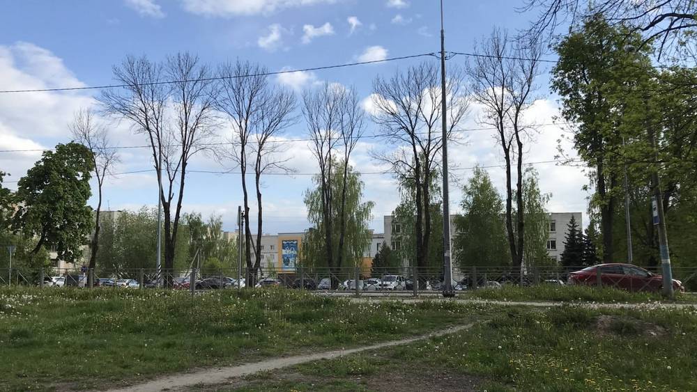 В Брянске засохли деревья возле здания Россельхознадзора и полиции на Рославльской улице