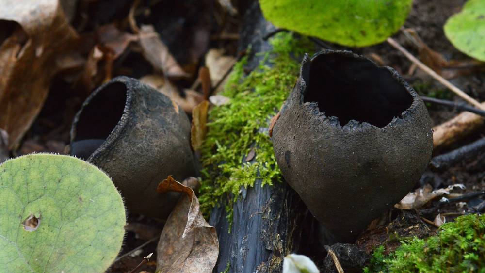 В заповеднике «Брянский лес» весной этого года выросли удивительно красивые грибы