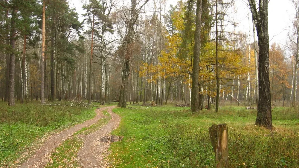 Опубликован приказ, запрещающий посещать леса в приграничье Брянской области