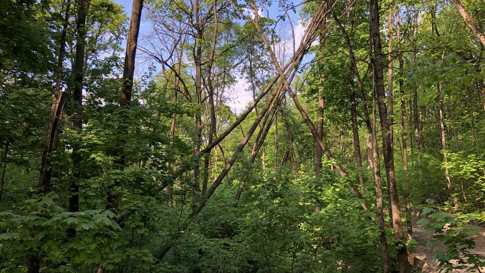 В брянском парке «Соловьи» появились х-образные знаки из поваленных деревьев