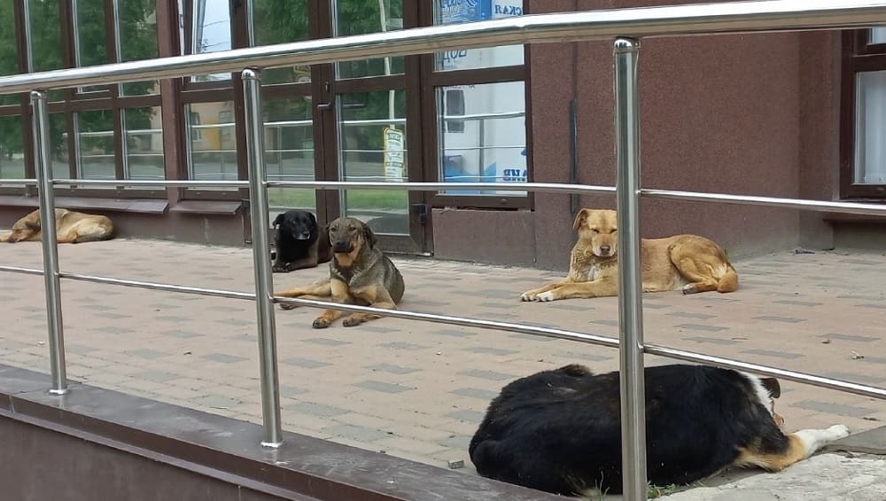 В Брянске на улице Тарджиманова свора агрессивных псов напала на ребёнка