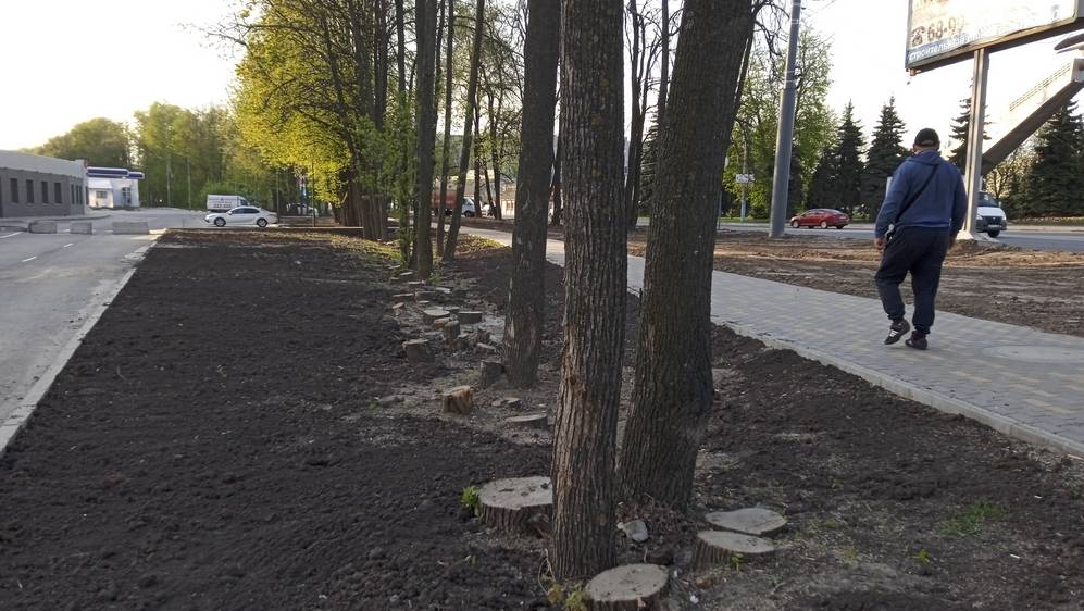 В Брянске возле памятника Летчикам спилили 48 деревьев