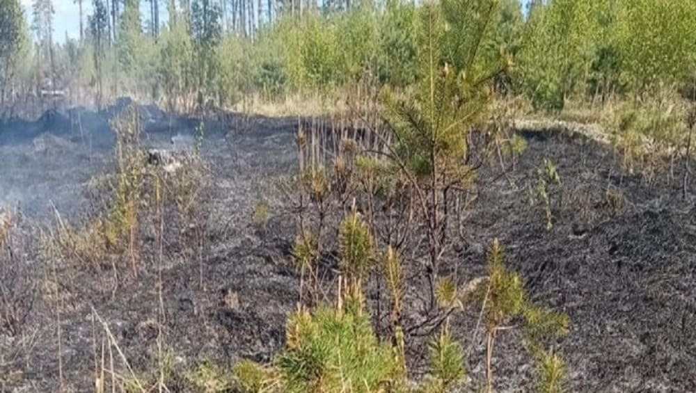 В Дятьковском районе Брянской области 7 мая трое спасателей потушили лесной пожар