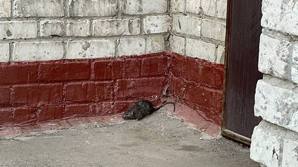 Полчища одуревших крыс в Брянске на улице Брянского фронта спасли во время пожара