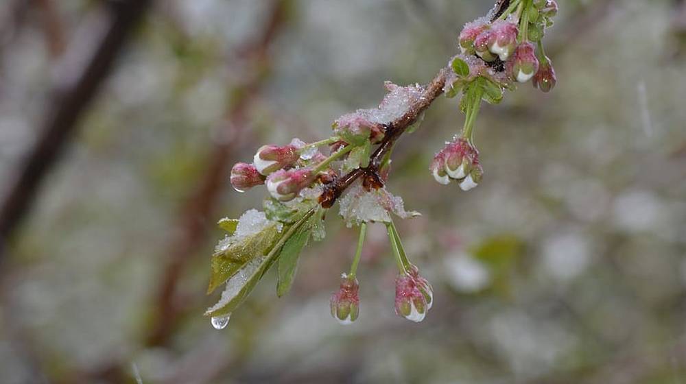 В Брянской области ночью 6 мая ожидается дождь с мокрым снегом при 3 градусах мороза
