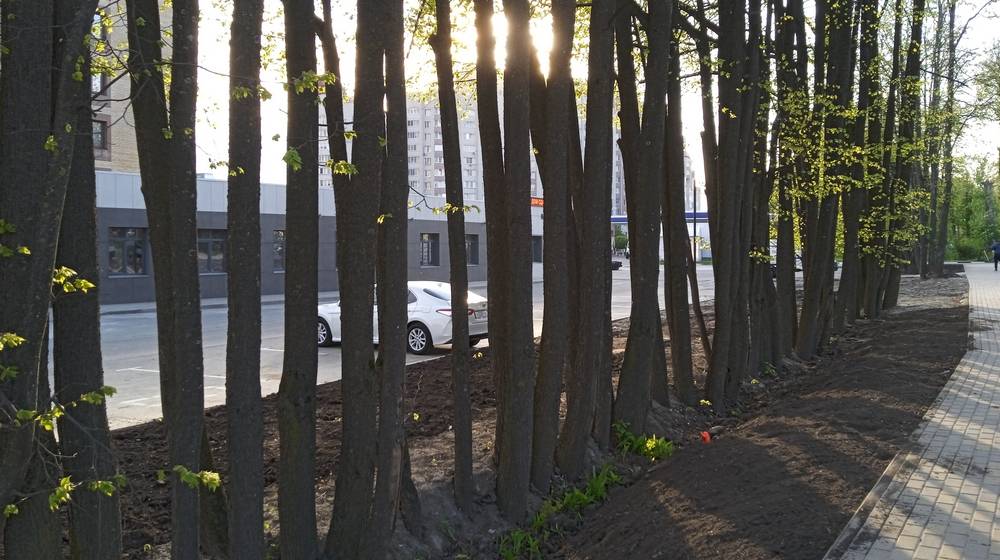 В Брянске возле памятника Летчикам спилили 48 деревьев