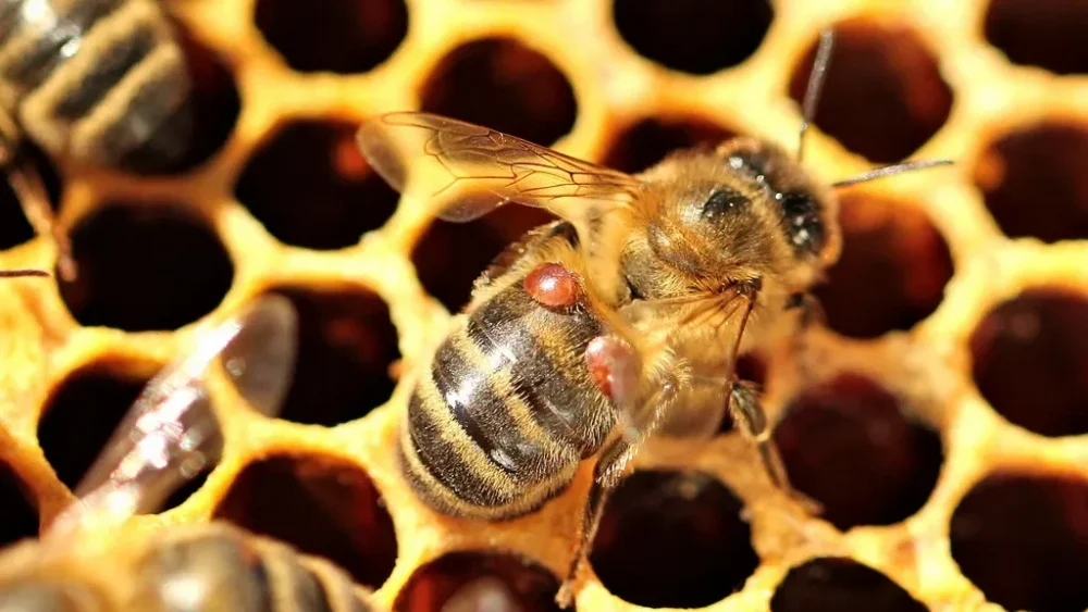 В Брянской области введены ограничительные меры в связи с заболеванием пчел