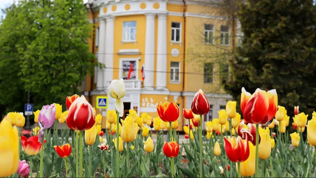 В Брянске на улицах и площадях всех районов распустились 100 тысяч тюльпанов