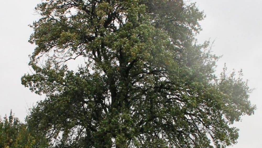 Брянцы смогут поддержать легендарную грушу-кормилицу в битве за звание «Дерево года-2023»