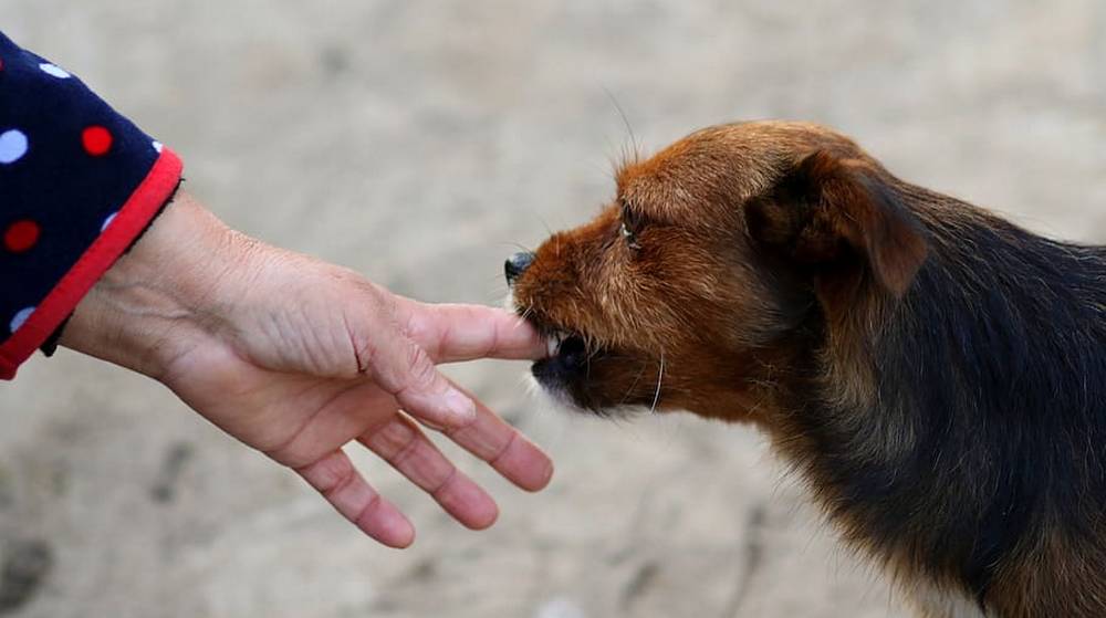 В Брянске комитету ЖКХ суд велел выплатить 10 тысяч рублей покусанной собакой женщине