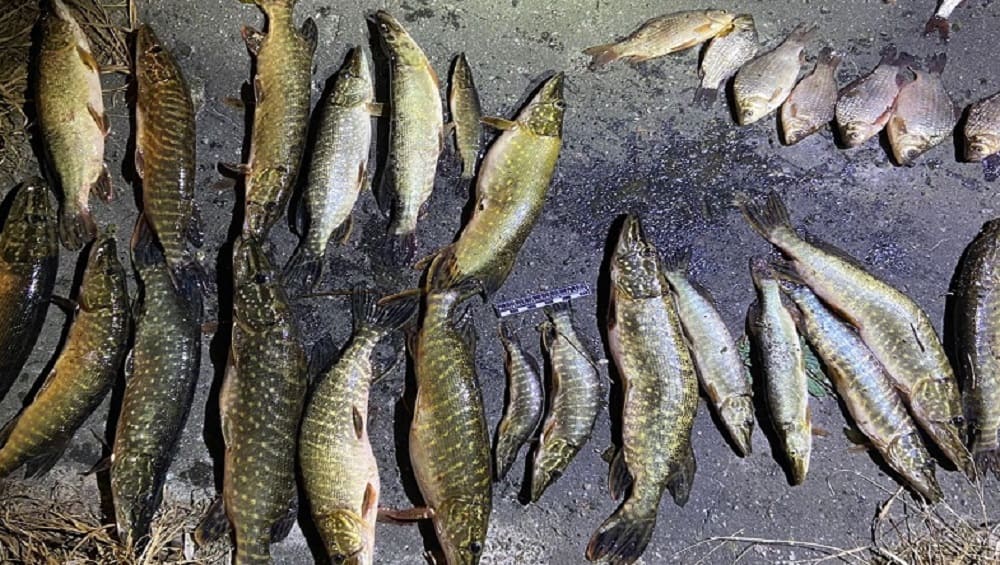 В Навлинском районе полиция задержала 59-летнего браконьера за незаконную добычу 95 рыб