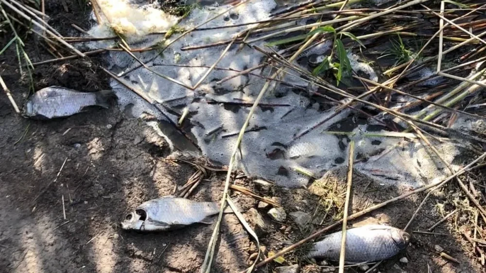 Брянская природоохранная прокуратура начала проверку сообщения о массовой гибели рыбы