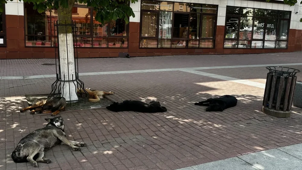 Сытые бродячие собаки оккупировали центральный пешеходный бульвар в Брянске