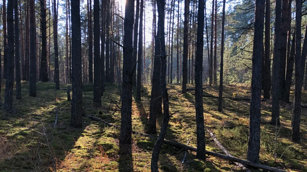 В брянском лесу арендатору участка суд велел посадить 400 сосен вместо вырубленных 29