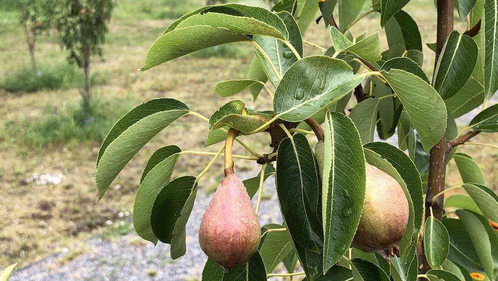 В Брянске на деревьях «Сада Победы» появились яблони и груши