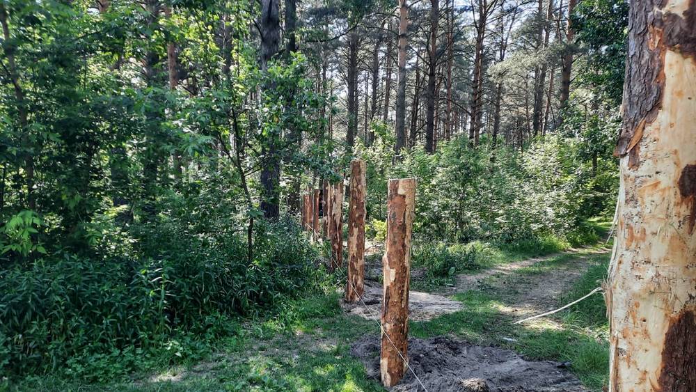 В Брянске началась еще одна загадочная стройка в лесу
