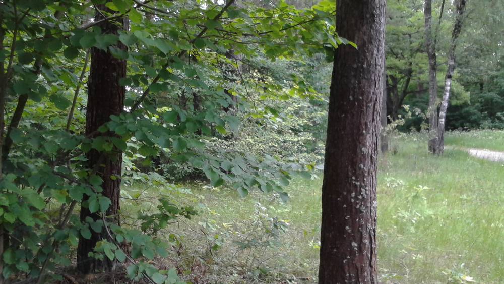 В Брянской области пропал уехавший в лес на скутере 73-летний грибник из Новозыбкова