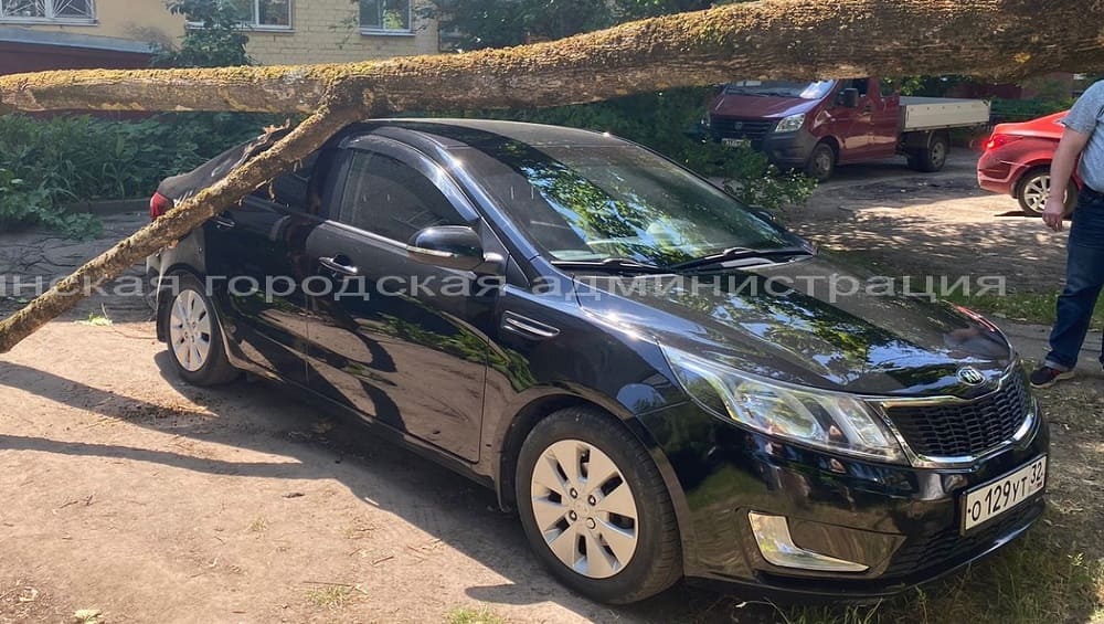 В Брянске во дворе дома на улице Крахмалёва дерево рухнуло на легковой автомобиль