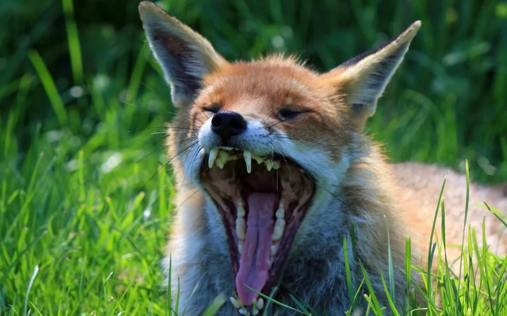 В Брянской области утвердили программу профилактики бешенства животных