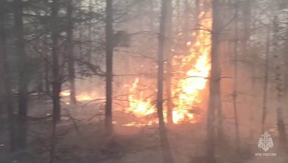 В Дубровском районе Брянской области 9 июня 14 спасателей потушили лесной пожар