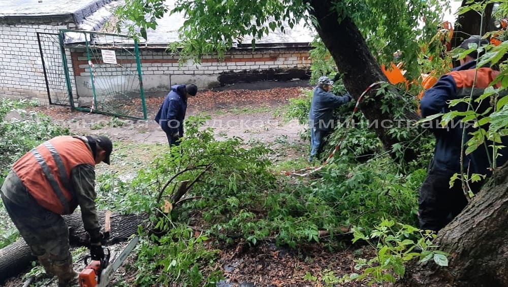 В Брянске ночью 28 июня на забор спортивной школы рухнула огромная ветка дерева
