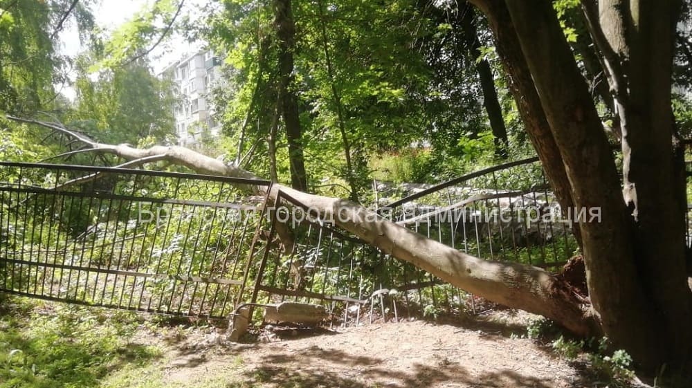 В Советском районе Брянска утром 15 июля на забор школы № 60 рухнуло дерево