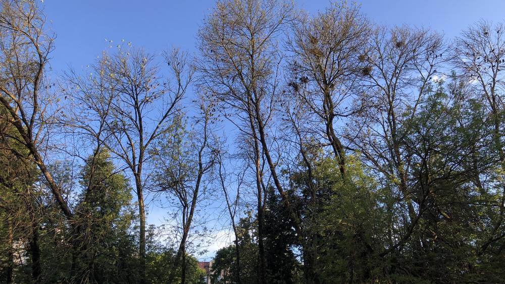 Чтобы прогнать шумных грачей, жители Брянска убили деревья живописной аллеи