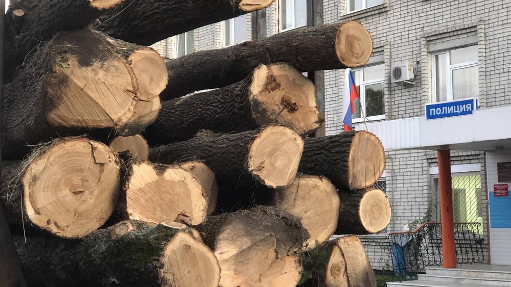 Брянская древесина хвойных пород оказалась лучшей по качеству в России