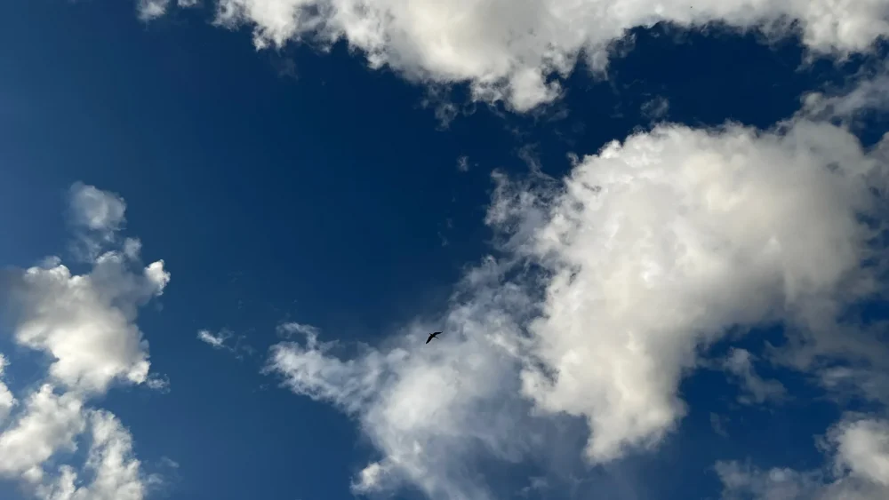 Жители Брянской области почти полтора года не видели гражданских самолетов в небе