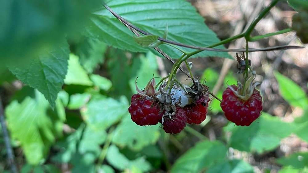 Огромный грибной урожай пообещали жителям Брянской области в этом году