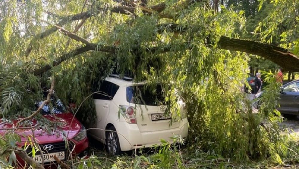В Советском районе Брянске дерево рухнуло на припаркованные во дворе дома автомобили