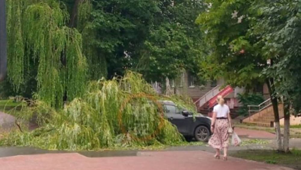 В Брянске во дворе дома на улице Крахмалёва дерево рухнуло на легковой автомобиль