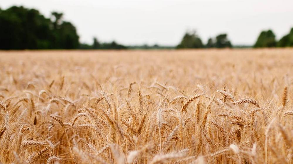 Брянские предприятия начали продавать зерно через белорусскую биржу