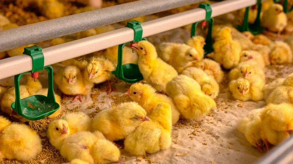 Тамара Кабанова: «Семейный подряд в «Мираторге» — для меня идеально!»