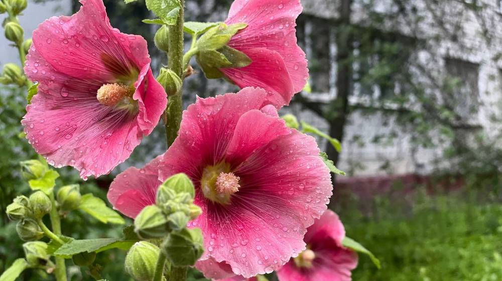 Жителей Брянской области предупредили о дождях с грозами и градом при 25 градусах тепла