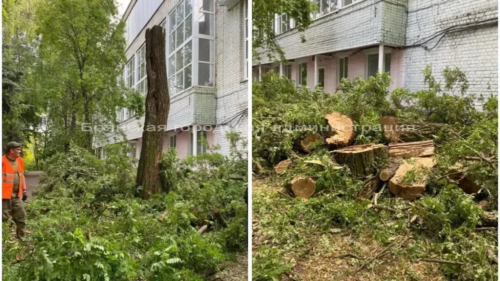 В Брянске возле школы по спортивной гимнастике спилили опасное дерево