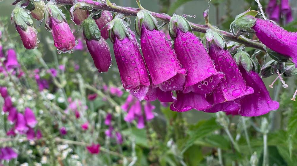 Унеча стала городом цветов и тенистых аллей