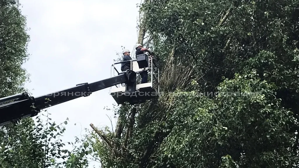 Спасатели убрали опасное дерево возле школы № 37 в Фокинском районе Брянска