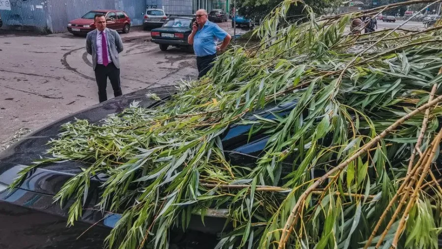 Глава Советского района Брянска выехал на место падения дерева на автомобиль