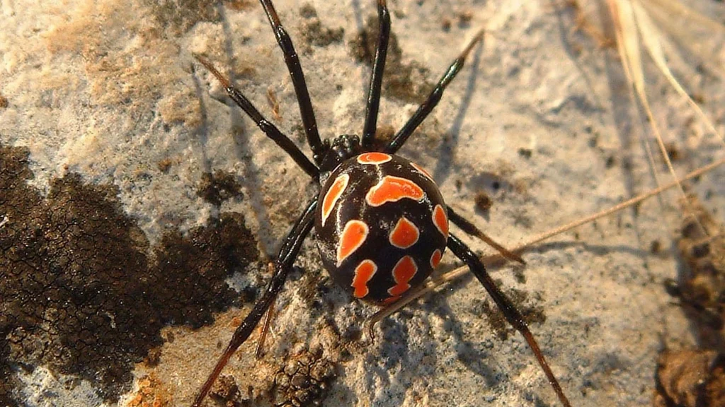 Подросток попал в реанимацию после укуса черной вдовы на огороде