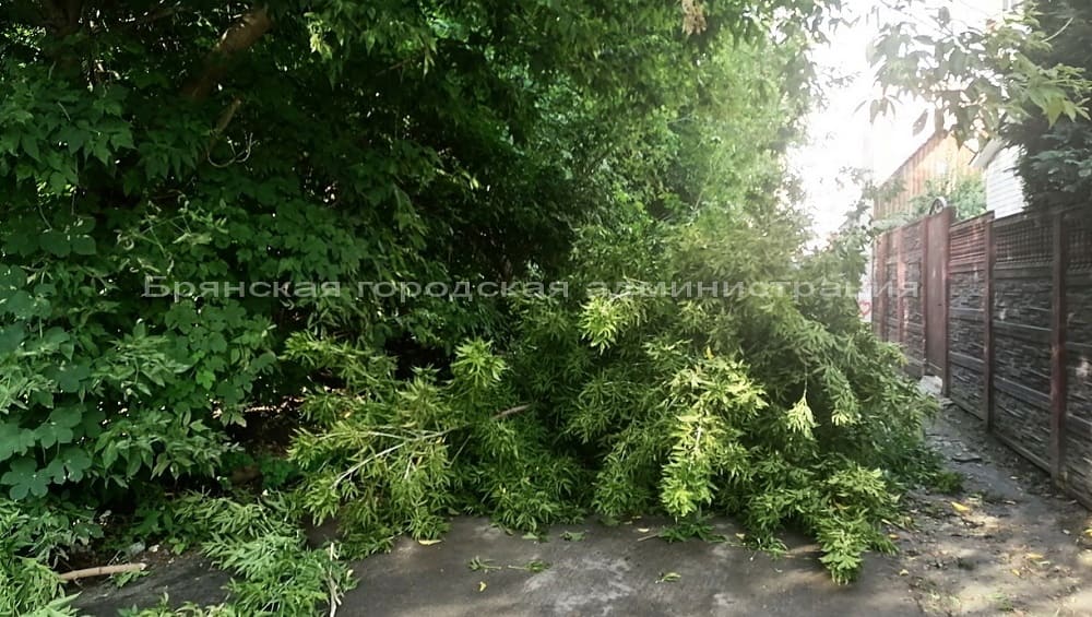 В Брянске утром 25 июля возле детского сада рухнуло огромное дерево