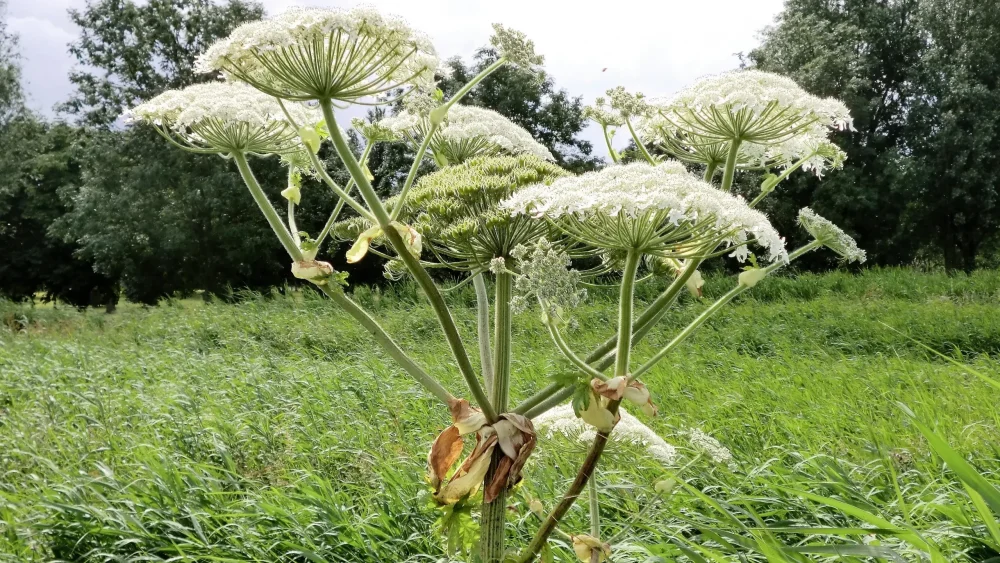 Зампрокурора Брянской области пообещал гражданам разобраться с борщевиком