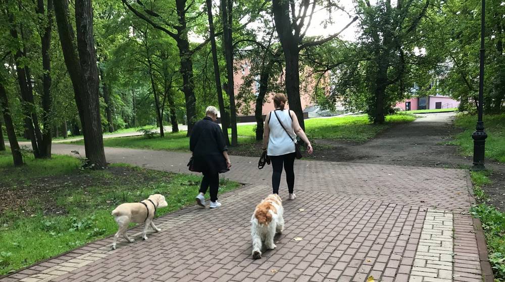 В Пушкинском парке Брянск собак начали выгуливать под приглядом полиции − люди там лишние
