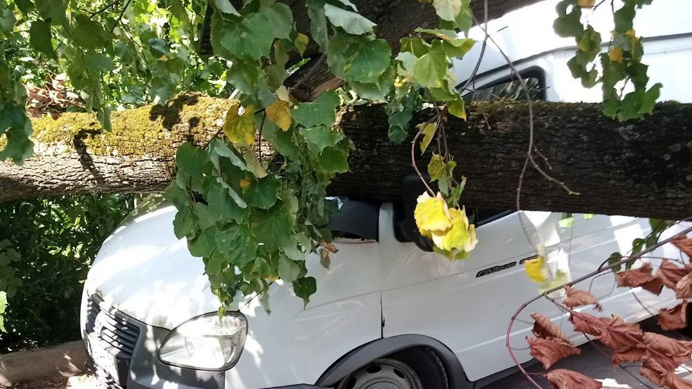 В Брянске ливень с ураганным ветром обрушил дерево и забор на автомобили