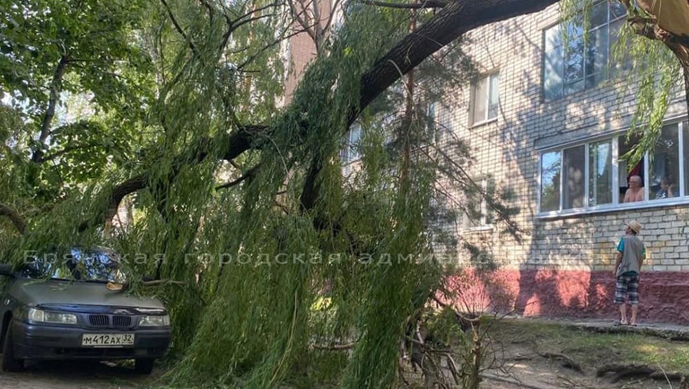 В Брянске во дворе дома по улице Пушкина ветка дерева рухнула на легковой автомобиль