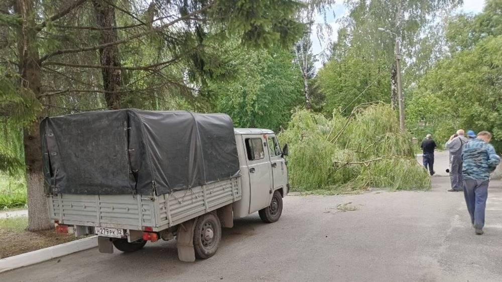 В Брянске из-за сильного ветра дерево рухнуло возле входа в больницу