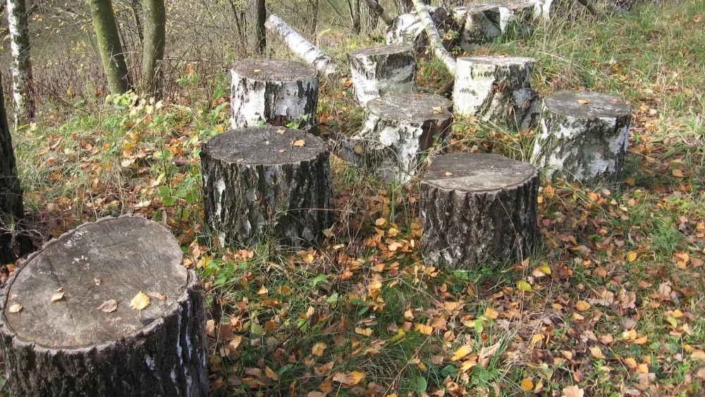 Жительницу Брянска отправили в колонию за незаконную вырубку леса на 4,4 млн