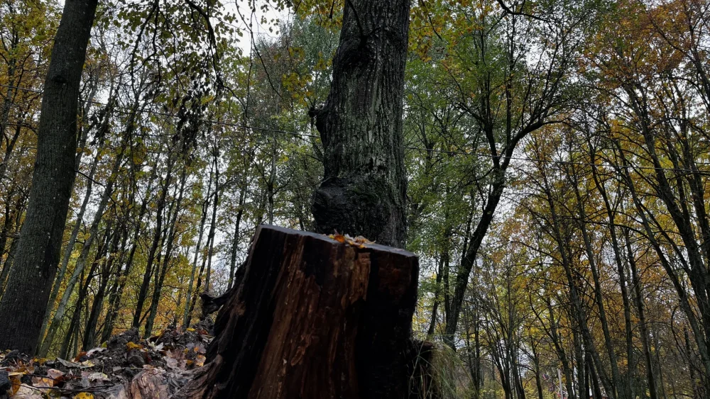 Прокуратура рассказала, как получить разрешение на рубку деревьев в черте Брянска